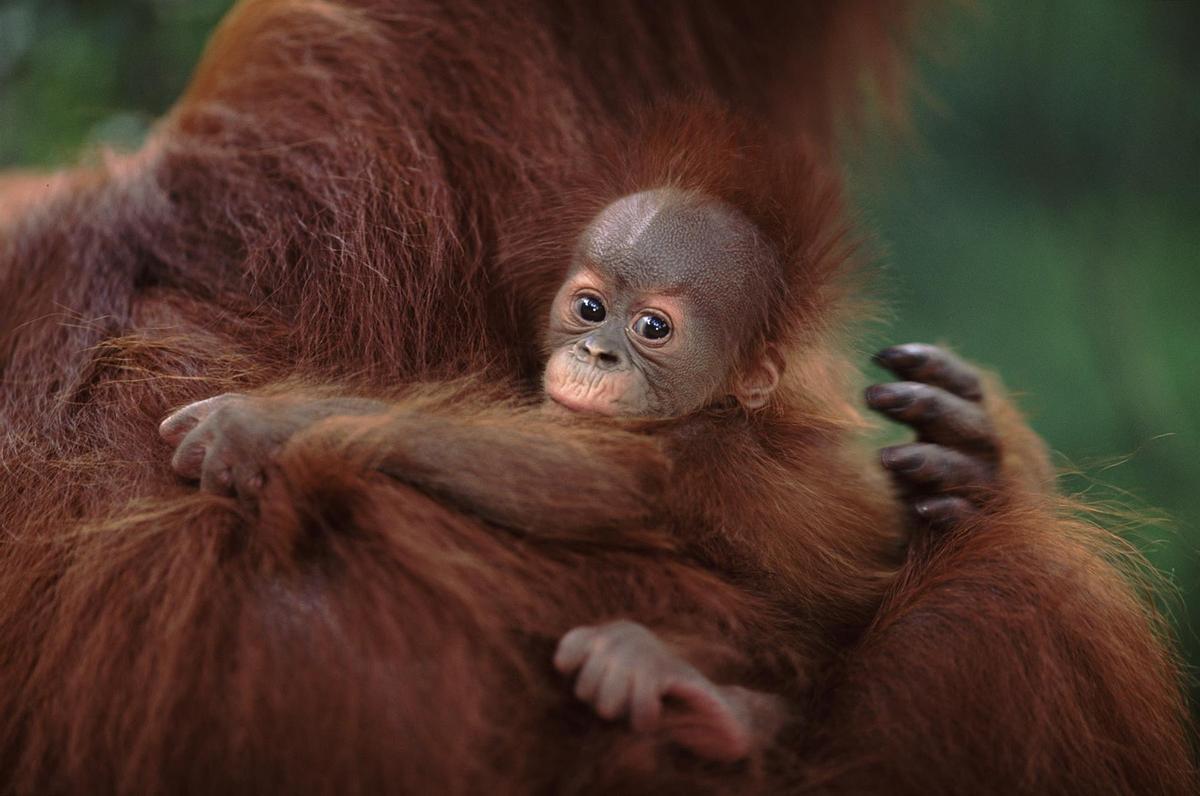 Polèmica a Barcelona per la mort al zoo del Kanelo, una cria d’orangutan Polèmica a Barcelona per la mort al zoo del Kanelo, una cria d’orangutan