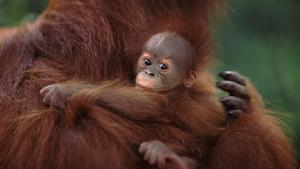 Polémica en Barcelona por la muerte de Kanelo, una cría de orangután