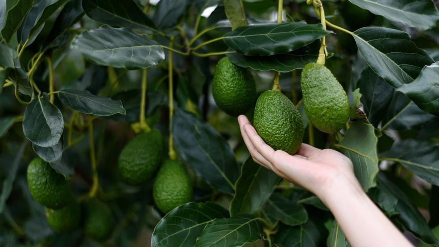 Mercadona mantiene su apuesta por el aguacate malagueño con la compra de 8.000 toneladas