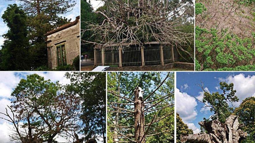 Algunos de los árboles que podrían salir este mes del &#039;Catálogo de Árbores Senlleiras&#039; por su mala conservación.