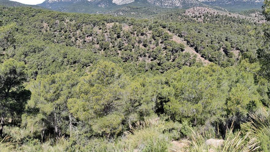 El parque regional de Sierra Espuña se toma un respiro estos días.