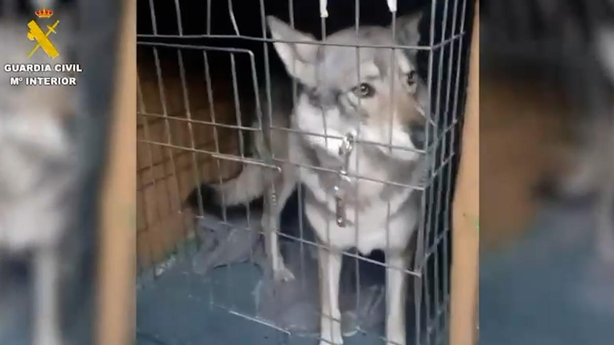 La Guardia Civil retira a cinco perros checoslovacos de un domicilio de Pelayos de la Presa