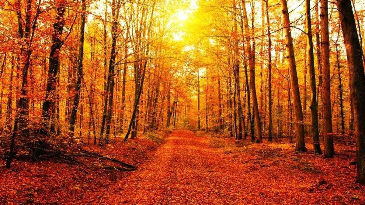 Bosque del amor