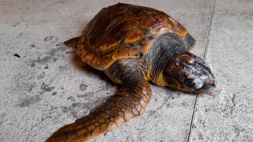 Rescatada una tortuga con una aleta amputada en La Palma