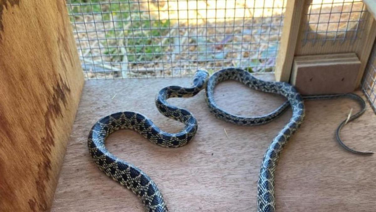 Serpiente de herradura dentro de una trampa en Eivissa.