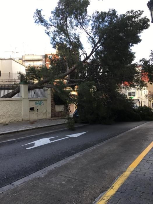 Árbol monumental caído en Paterna.