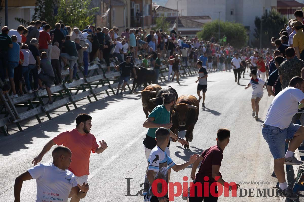 Sexto encierro de la Feria del Arroz de Calasparra