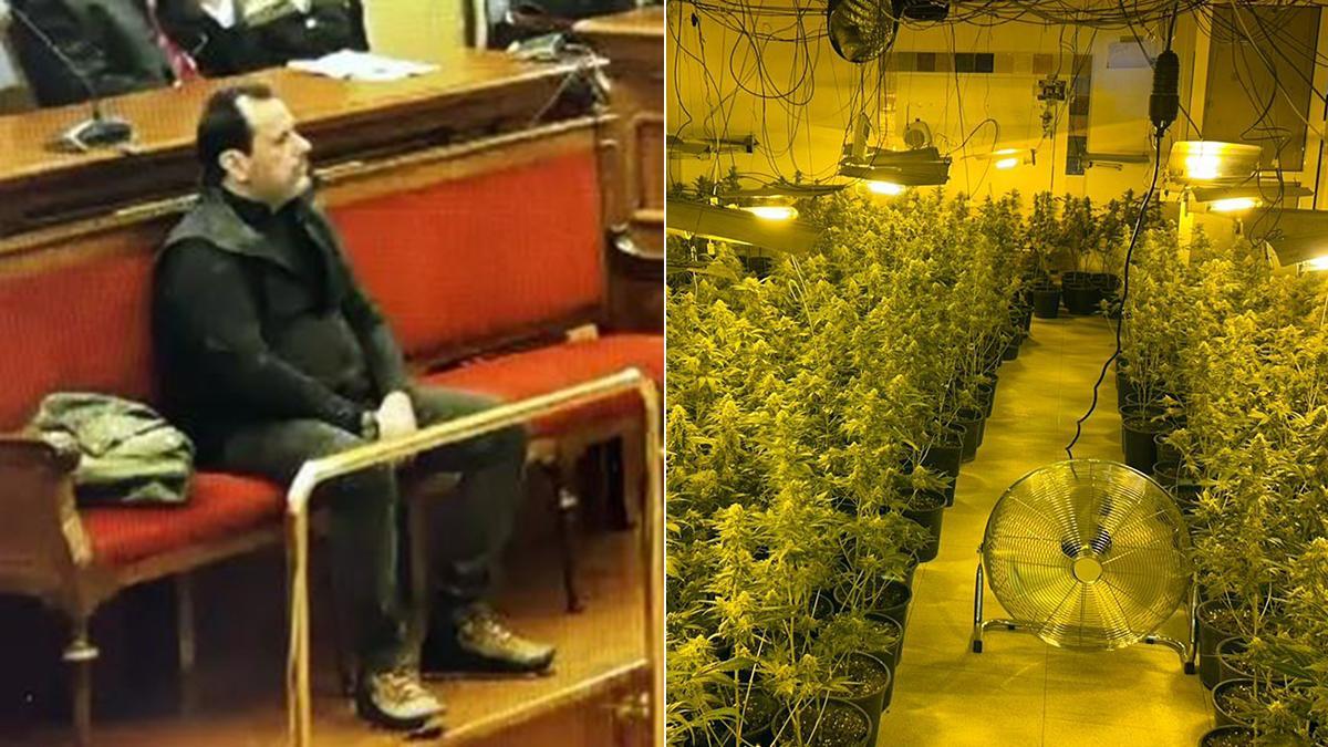 El condenado, durante el juicio y una plantación de marihuana