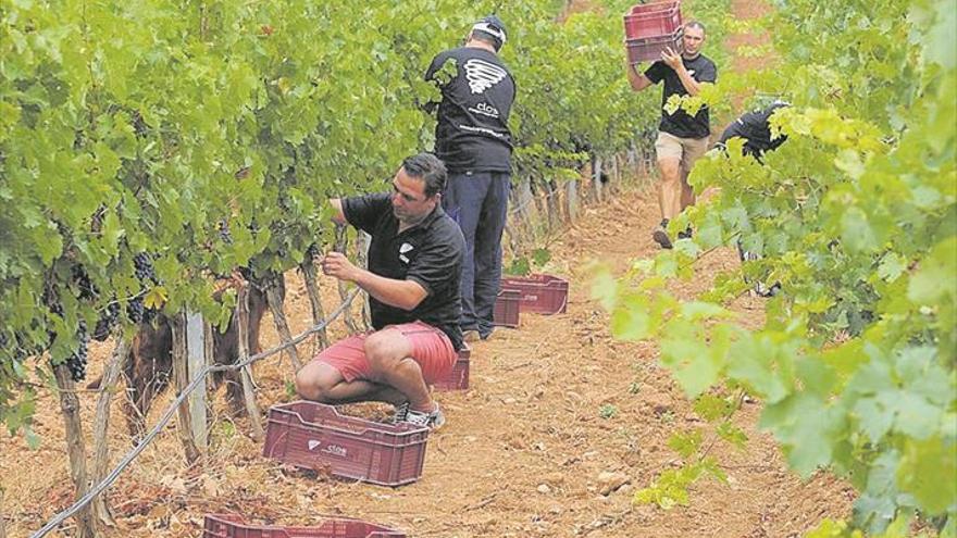 Las bodegas urgen la denominación de origen para crecer en el exterior