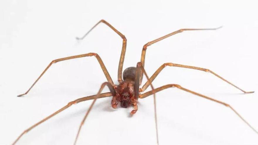 La picadura de la araña violinista solo es grave en casos muy infrecuentes