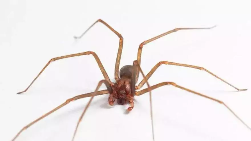 VÍDEO | Araña violinista en Mallorca: dónde se esconde, cómo identificarla y qué hacer si te pica