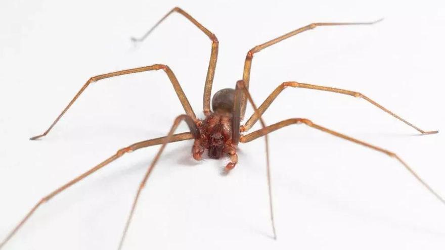 Araña violinista en Mallorca: dónde se esconde, cómo identificarla y qué hacer si te pica