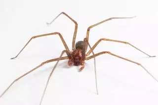 Araña violinista en Mallorca: dónde se esconde, cómo identificarla y qué hacer si te pica