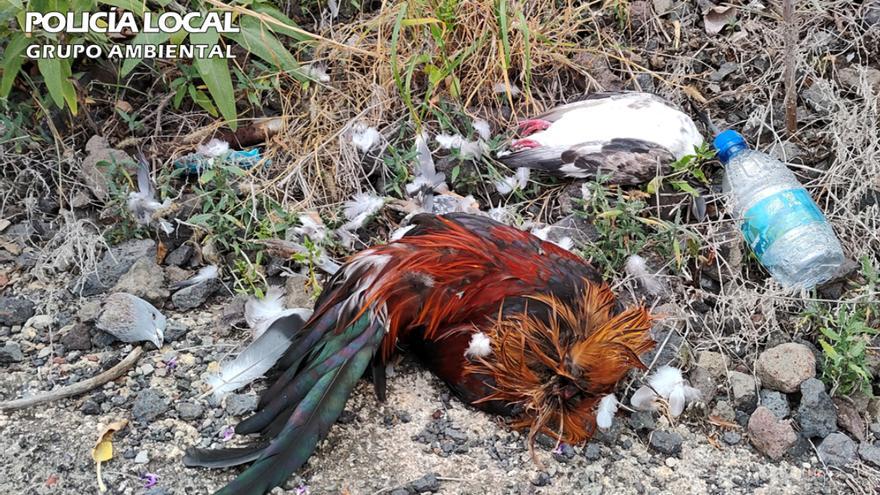 Hasta 10.000 euros de multa por cortar la cabeza a cinco aves y abandonar los cuerpos en Tenoya