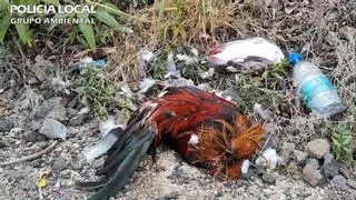 Hasta 10.000 euros de multa por cortar la cabeza a cinco aves y abandonar los cuerpos en Tenoya