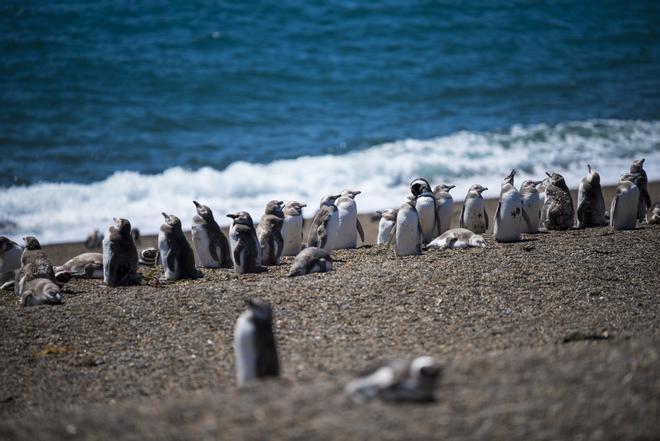 Colonia de pingüinos de Magallanes en la Isla Magdalena en el Estrecho de Magallanes