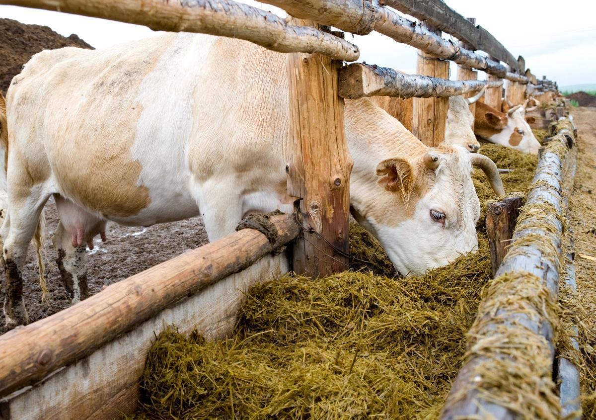 La digestión de los animales de ganadería emite metano