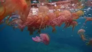 Invasión de medusas en Roses: así ha quedado la playa
