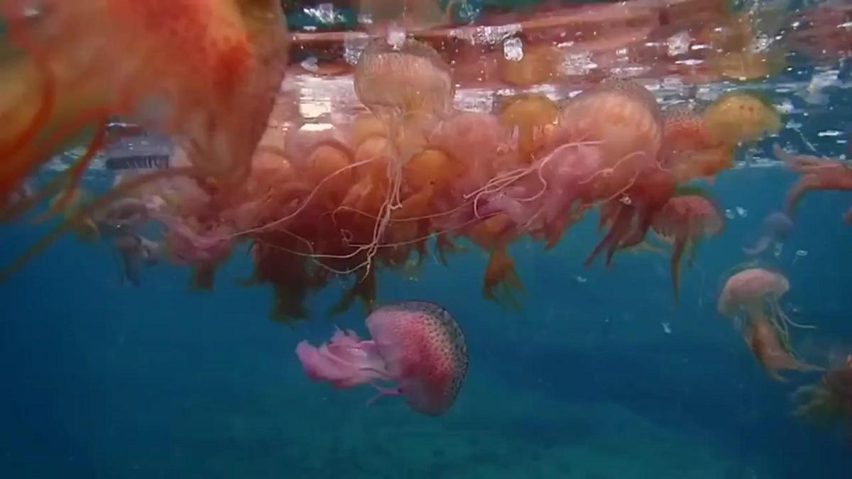 Miles de medusas aparecen en el litoral del Empordà y la Costa Brava