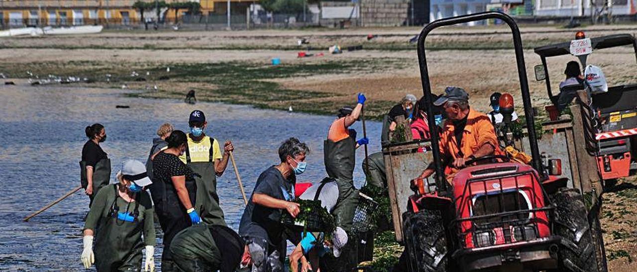 Las mariscadoras depositaron las algas en contenedores.