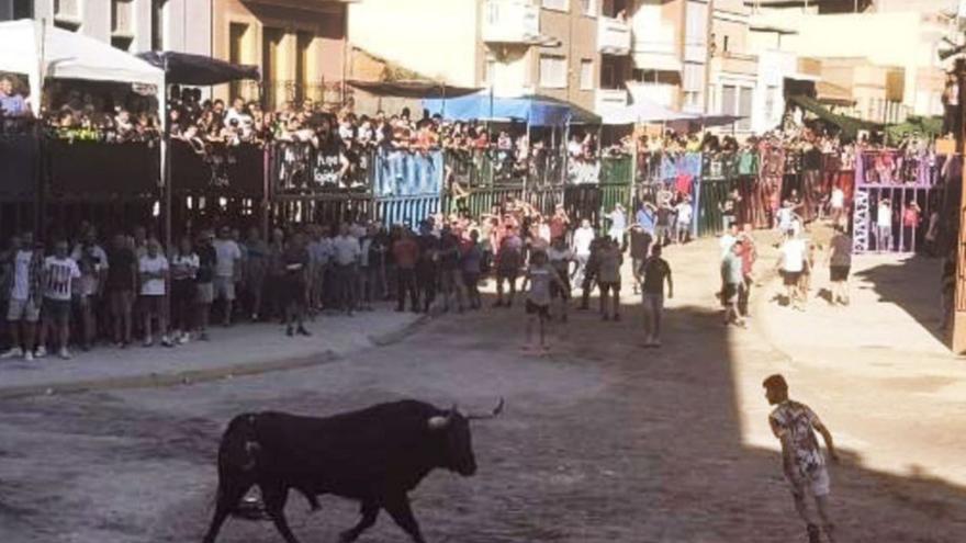 Almenara retoma el &#039;bou de carrer&#039; en las fiestas patronales