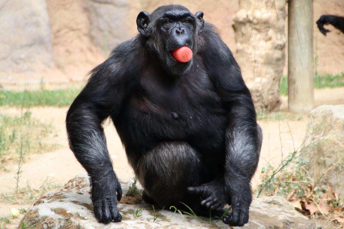 Un chimpancé del Zoo de Barcelona toma fruta congelada, una de las medidas adoptadas para paliar el calor de los animales