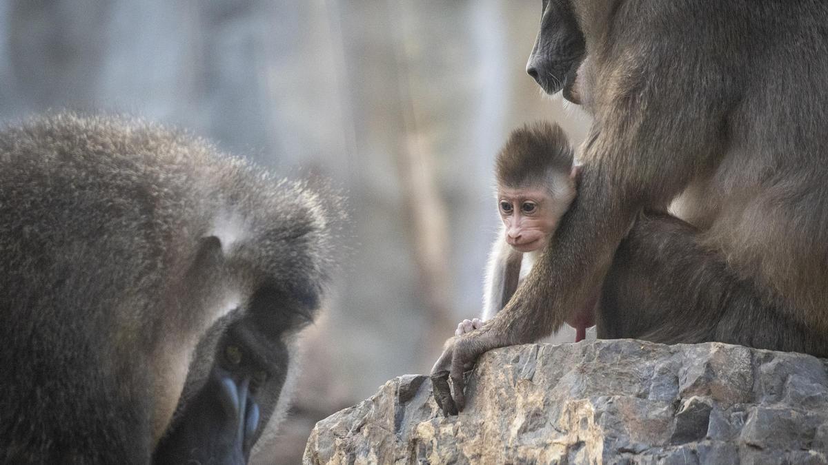 Celebra el 13º aniversario de Bioparc con increíbles descuentos.