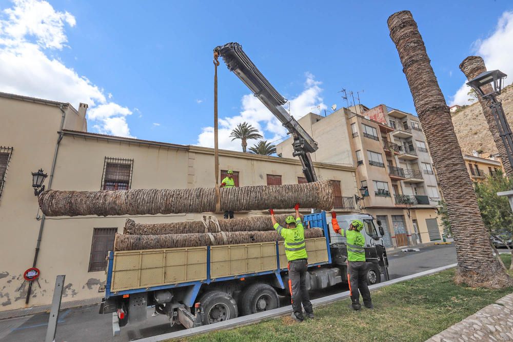 Así ha quedado la plaza de Santa Lucía de Orihuela tras retirar los troncos y tocones de 23 palmeras secas