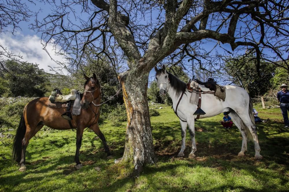 Fiesta del Asturcón en el Sueve