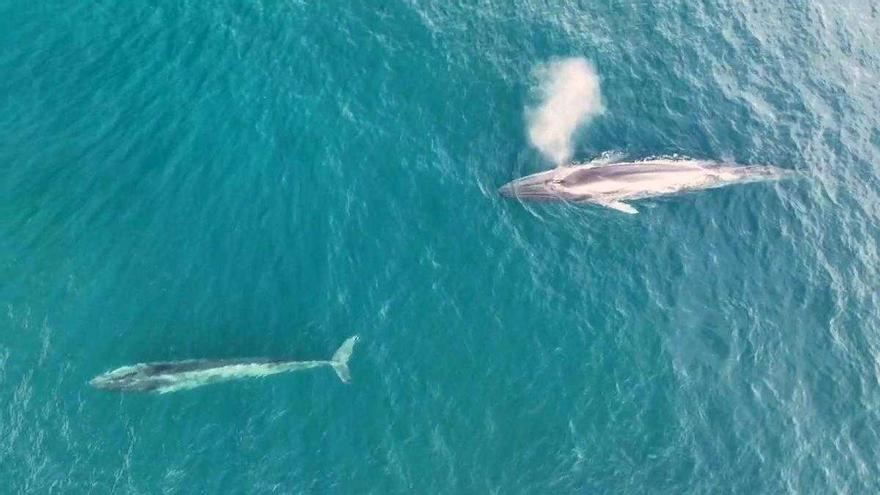 Primer albirament en sis anys d’una cria de balena a la costa catalana