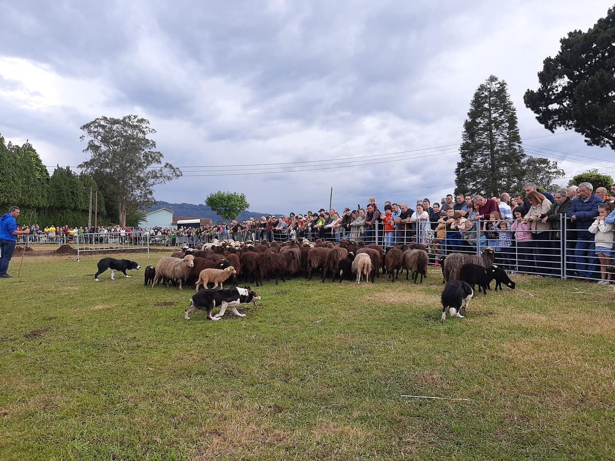 En imágenes: la exhibición de labranza y de pastoreo en Llanera