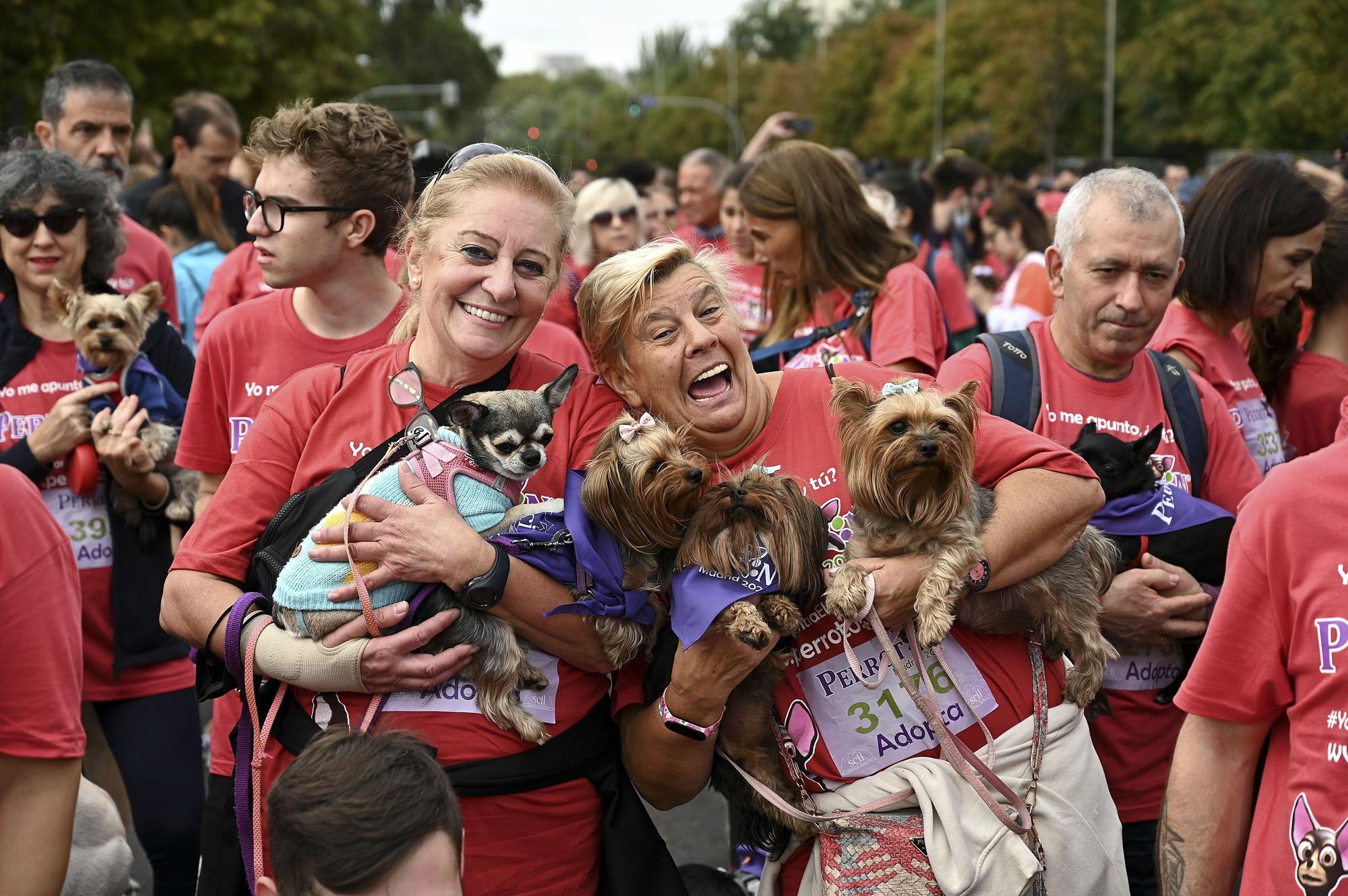 Perrotón 2022 reúne en Madrid a decenas de perros contra el abandono y el maltrato animal