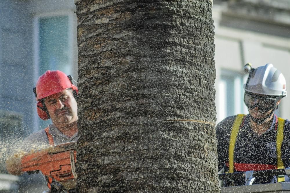 Palmera Vilagarcía