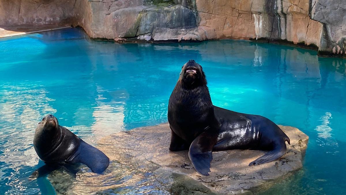 Mundomar celebra el cumpleaños de dos de sus leones marinos patagónicos:  Mitch y Mini - Información