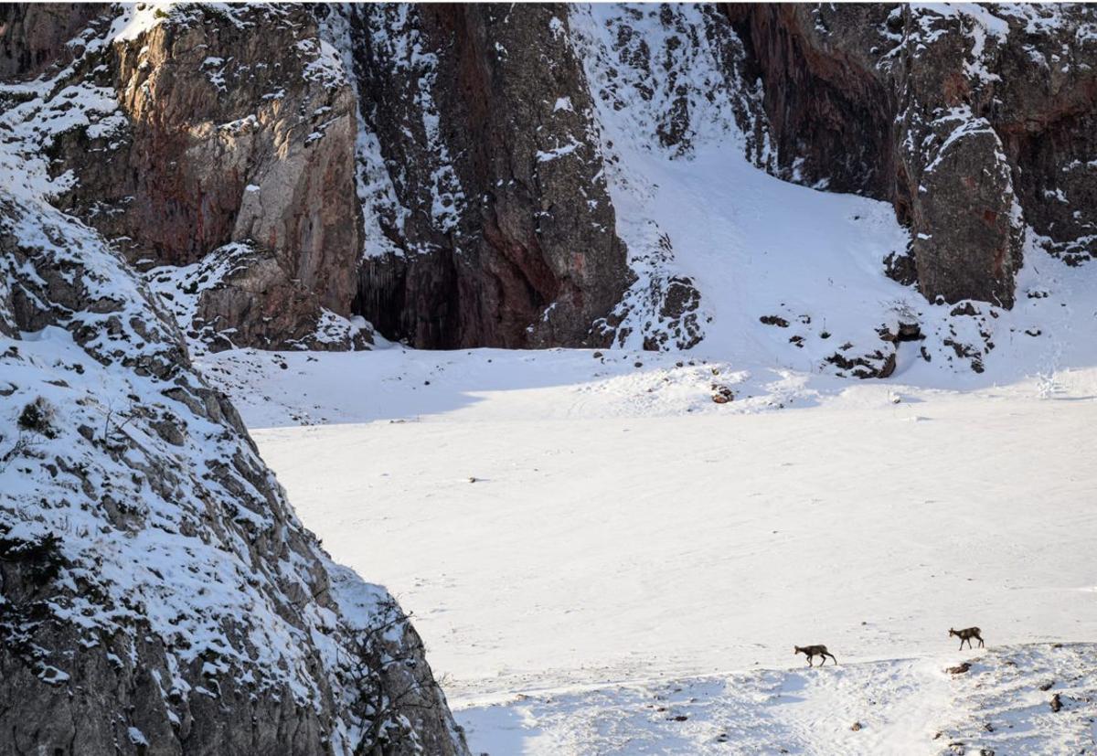 Somiedo, el concejo que retrata a los osos