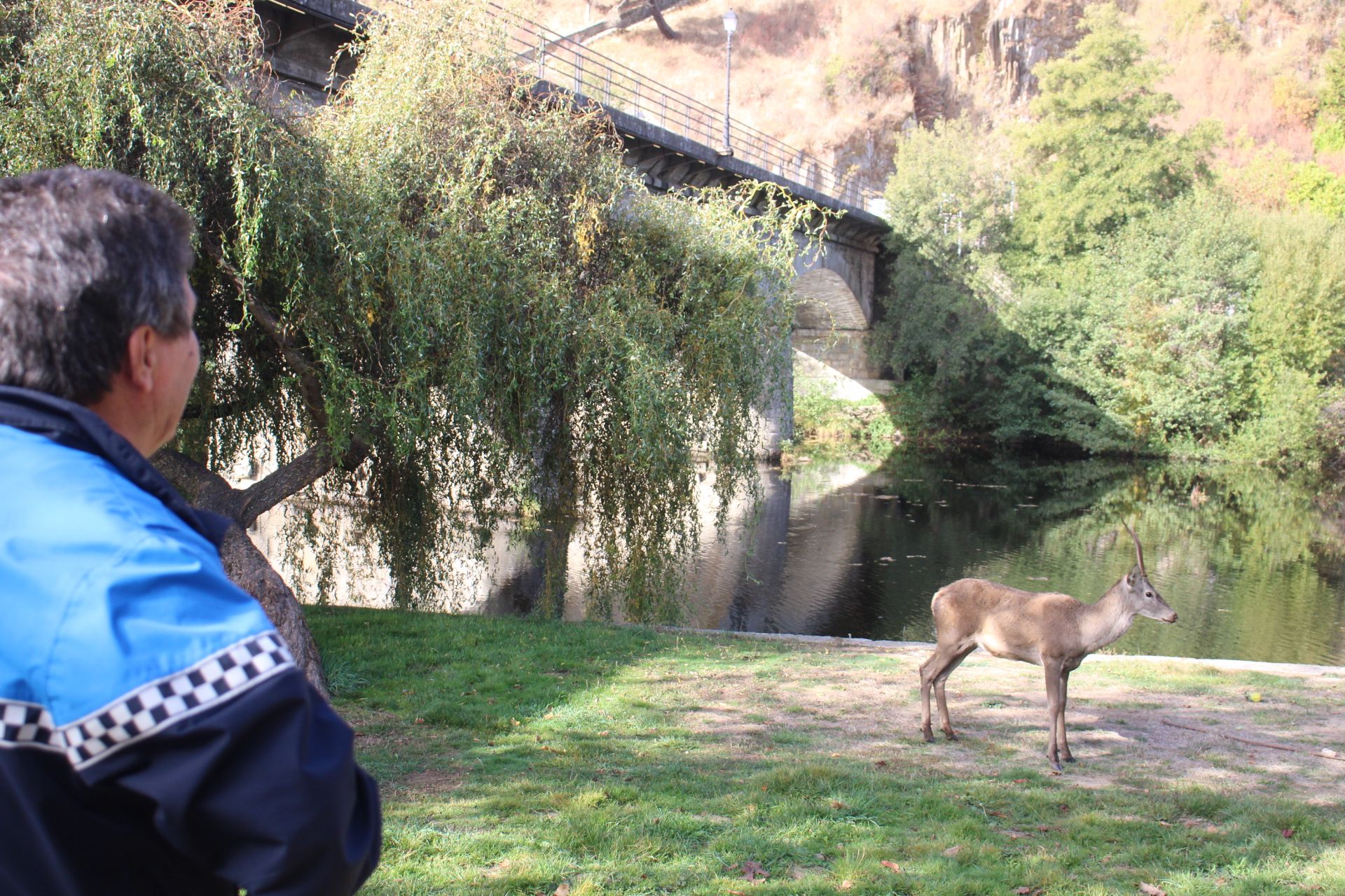 GALERÍA | Rescate de un ciervo enfermo en Puebla