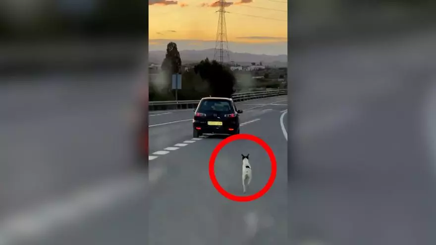 Un perro corre detrás del coche de su dueño tras ser abandonado