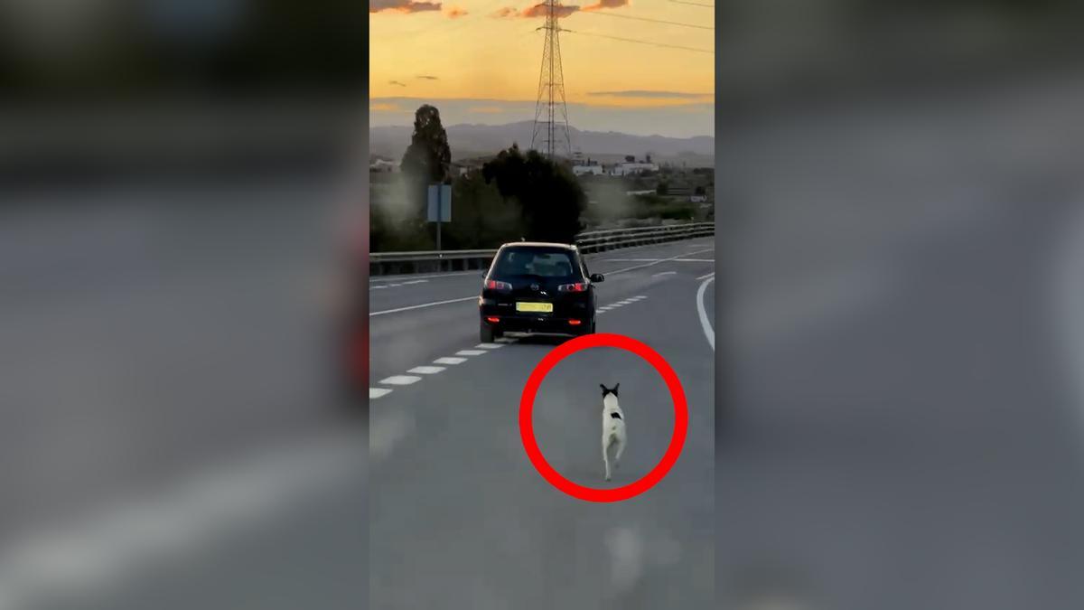 Un perro corre detrás del coche de su dueño tras ser abandonado
