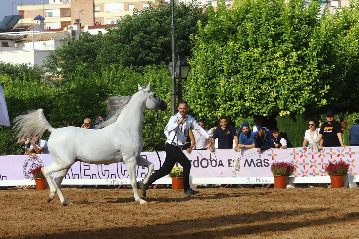 La última jornada del Otoño del Caballo en imágenes La última jornada del Otoño del Caballo en imágenes