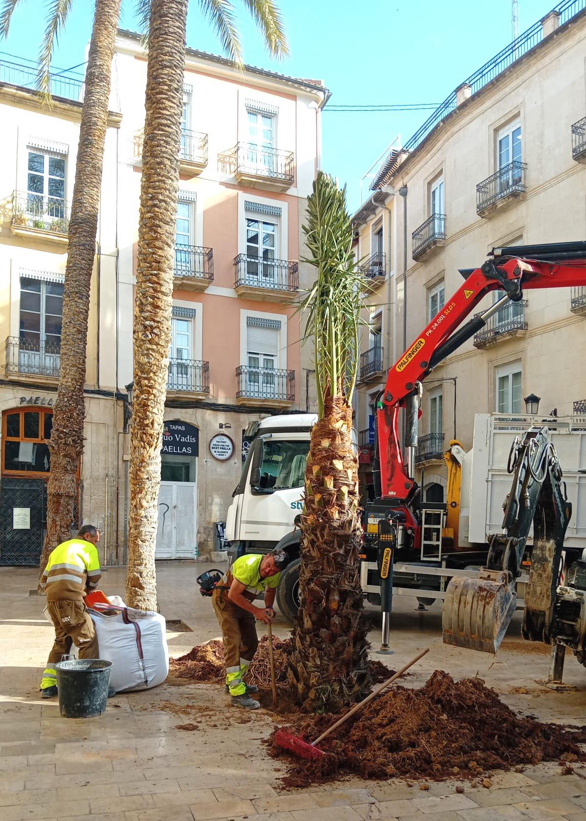 Reposición de una palmera en la plaza de la Santísima Faz.