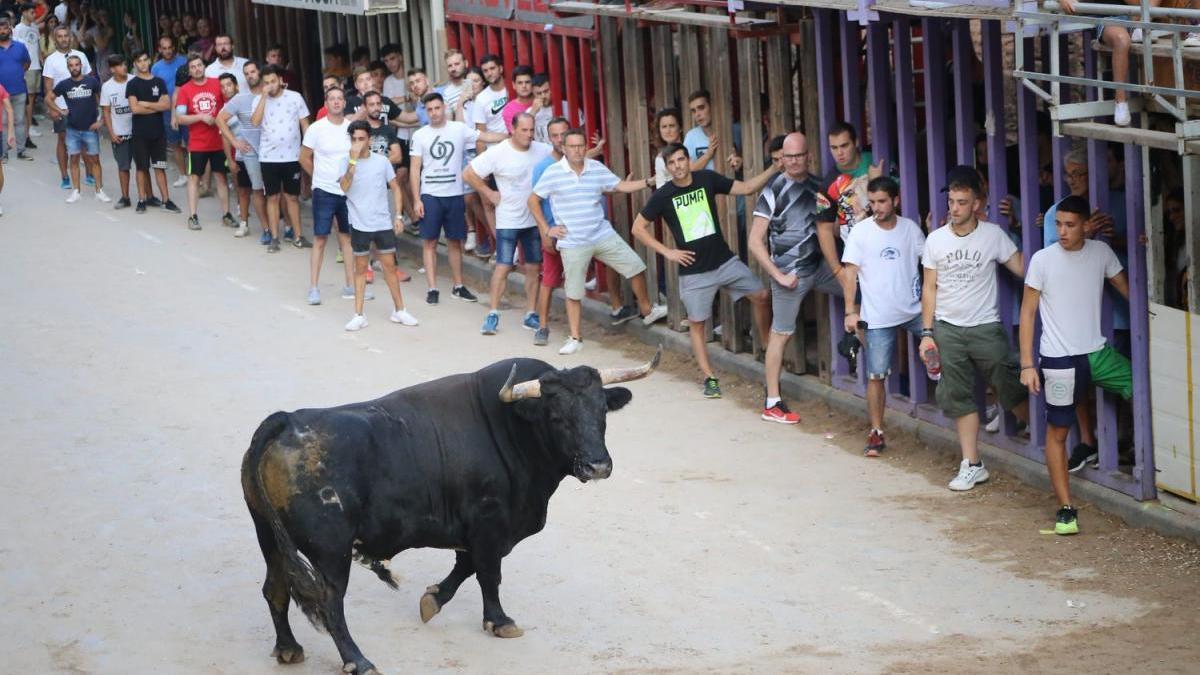 Las peñas quieren bous en las calles en junio