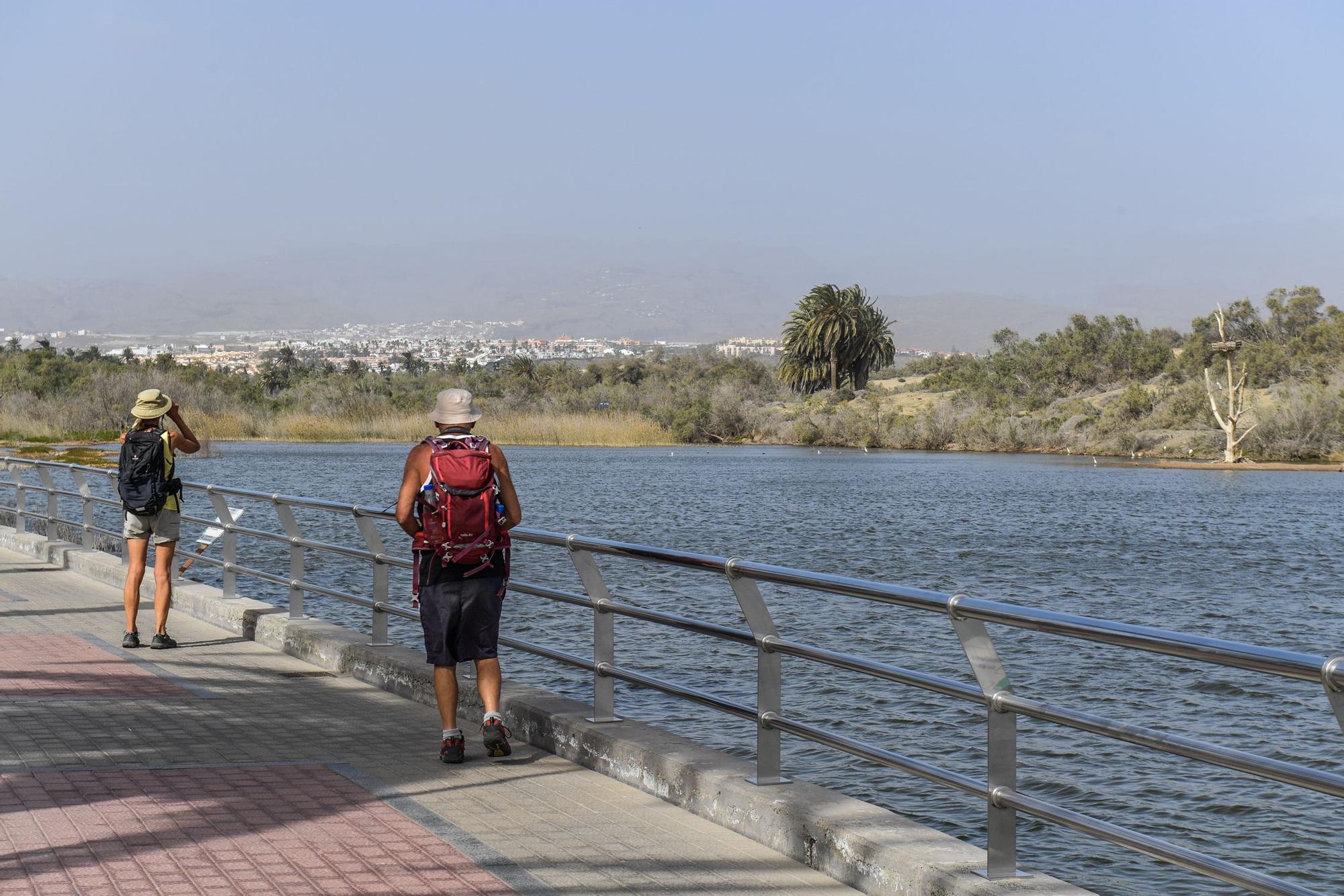 Avistamiento de fauna en la charca de Maspalomas