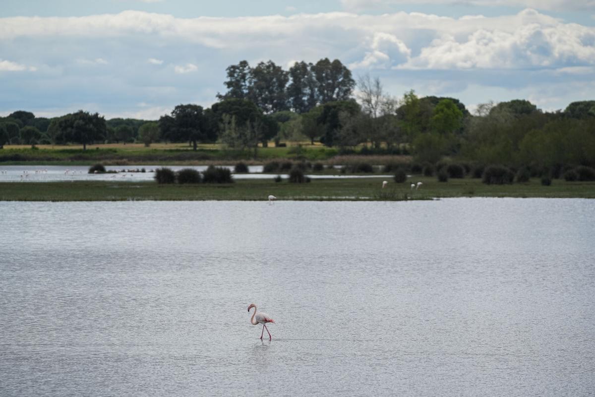 Imagen del paraje natural de las marismas de Doñana presentando una inusual inundación del 90% de su superficie. A 12 de marzo de 2026 en Almonte, Huelva (Andalucía, España). Las marismas de Doñana, tras las últimas abundantes lluvias presentan una recuperación destacada con el 90% del total de su superficie inundada, su mejor nivel de agua en 15 años, hecho que ha alentado a la vegetación y la reproducción de la fauna en general. Con respecto a la situación de las lagunas no responden de igual manera ya que dependen, para su inundación de los acuíferos, un sistema significativamente mermado por la sobreexplotación a la que ha sido sometido. 12 MARZO 2026 María José López / Europa Press 10/03/2026. María José López