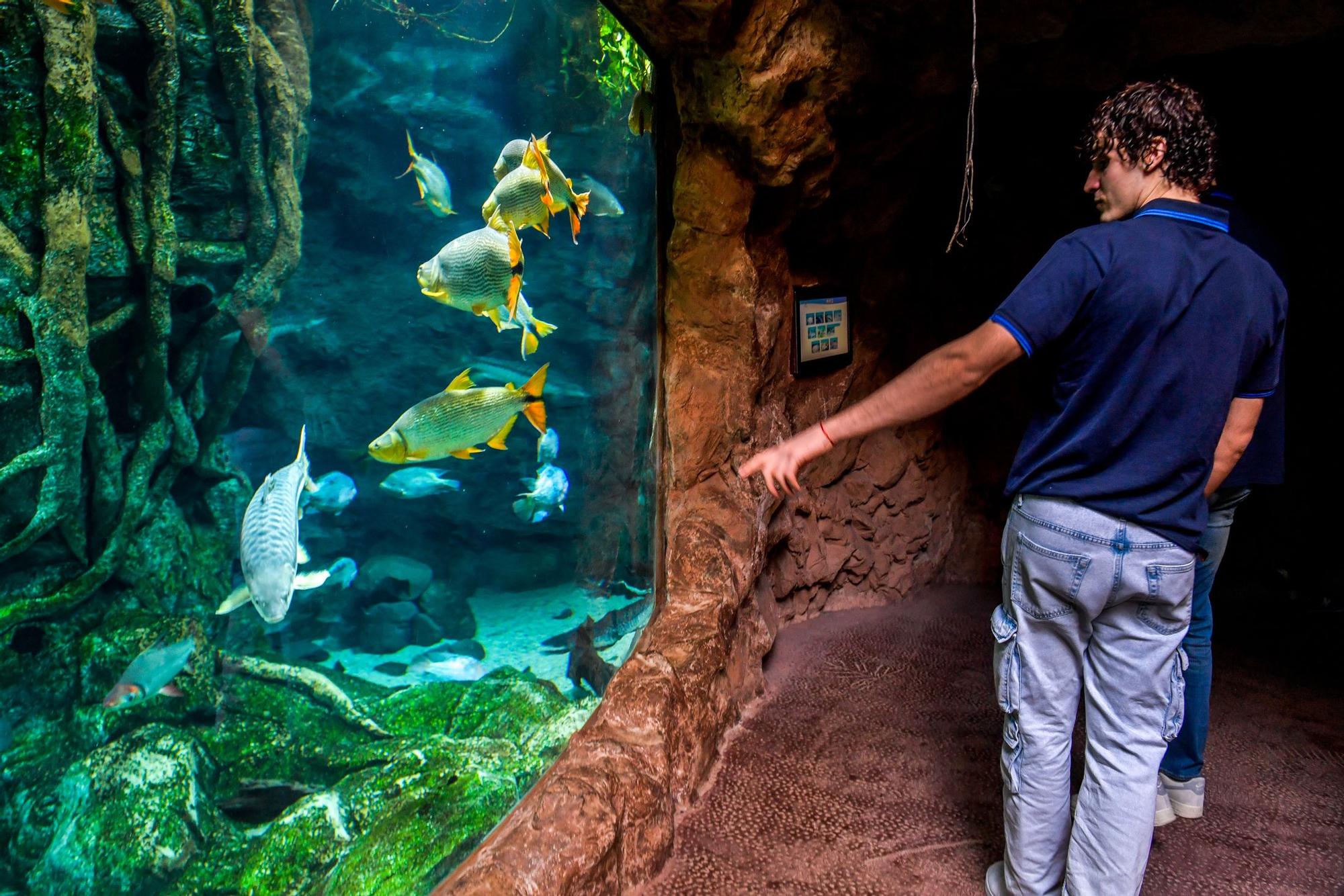 Los jugadores del CB Gran Canaria visitan el acuario Poema del Mar