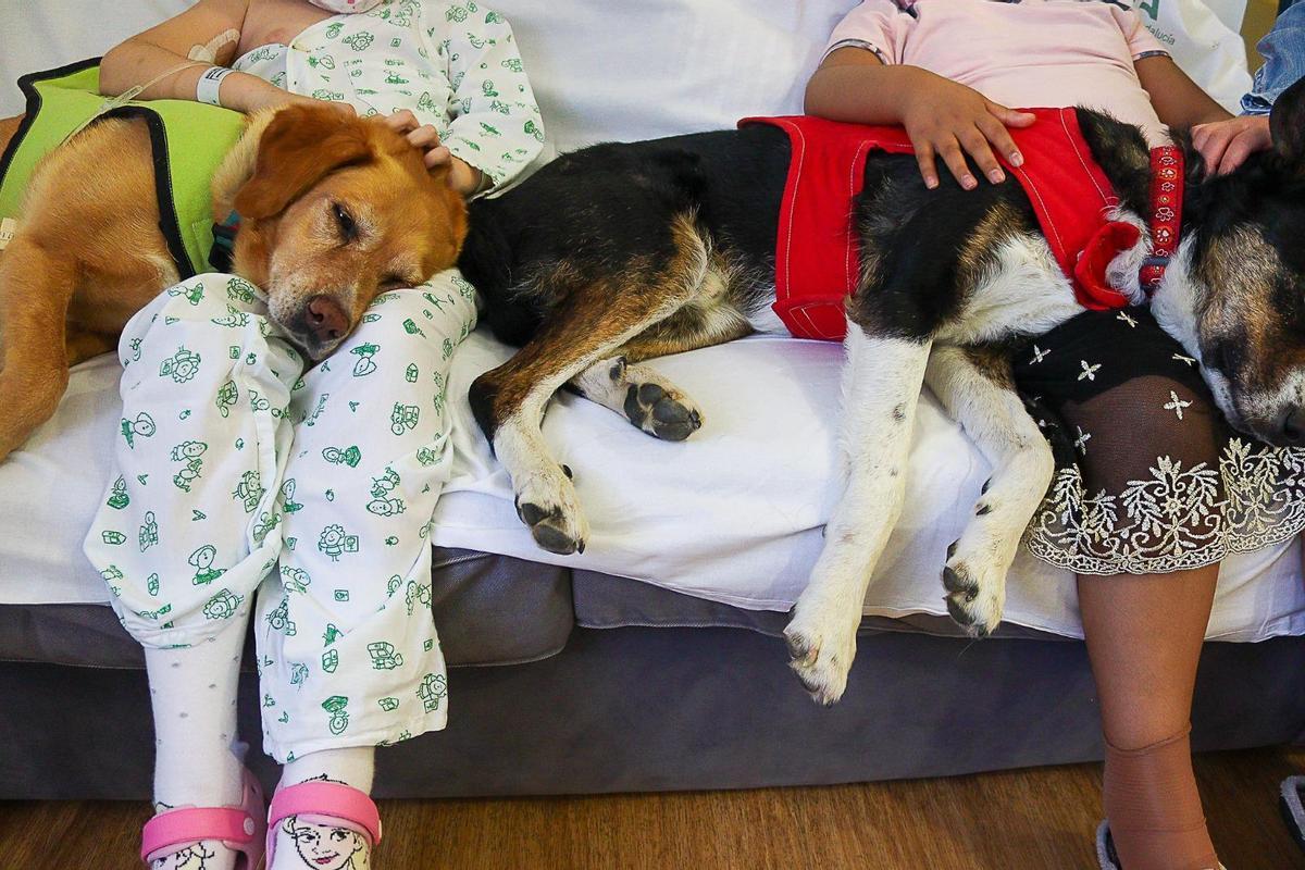 Una de las sesiones de intervención asistida con perros en le Hospital Materno de Málaga.