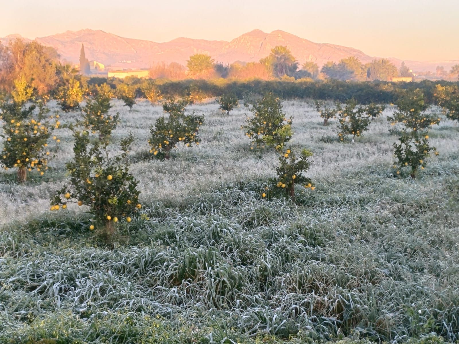 Así han amanecido muchos cultivos de la Vega Baja y el Camp d´Elx: bajo la escarcha