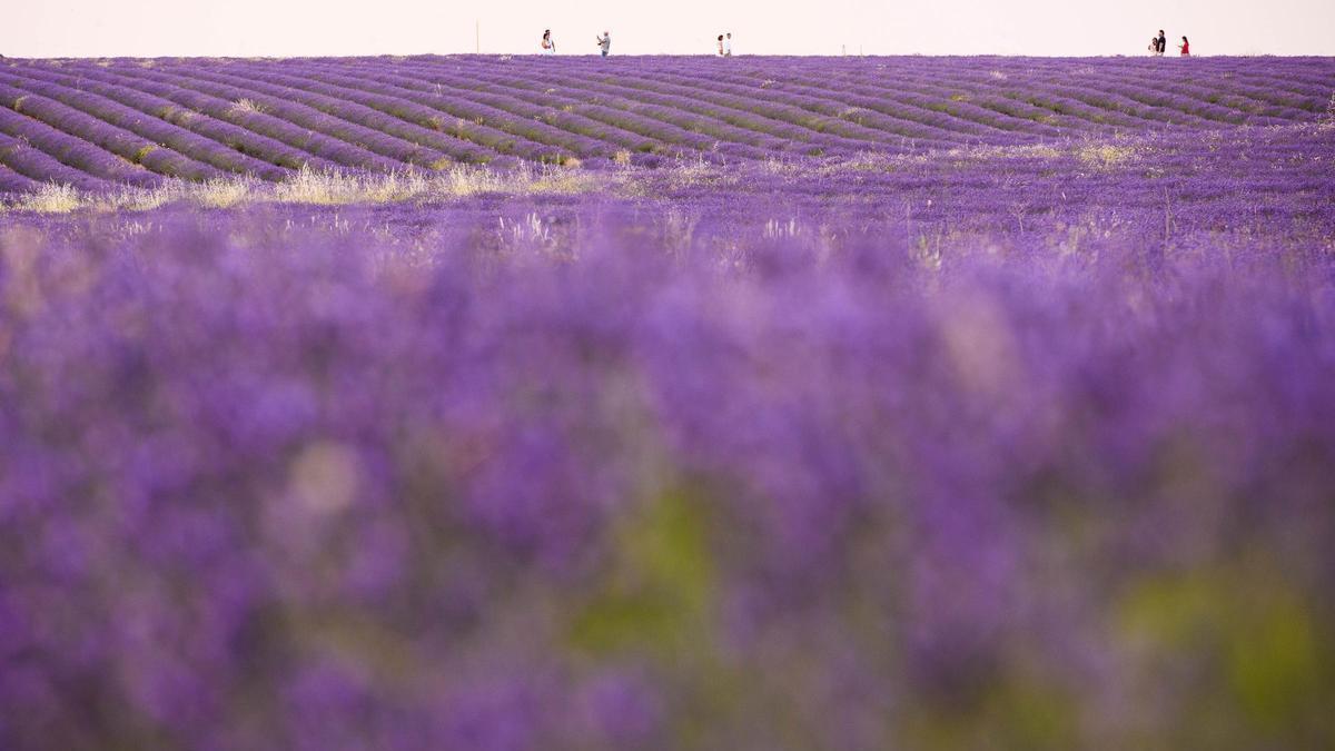 Archivo - Archivo.- Un campo de lavanda en Brihuega