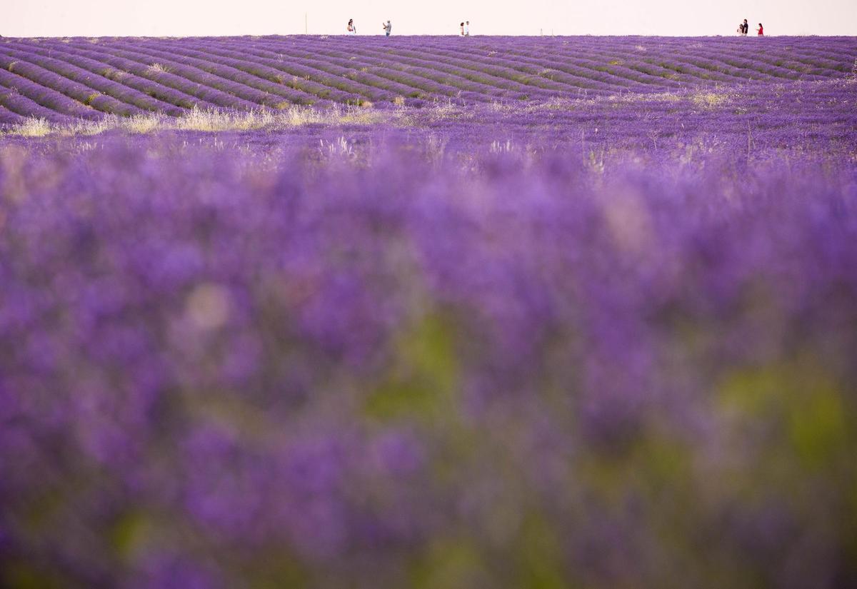 Archivo - Archivo.- Un campo de lavanda en Brihuega