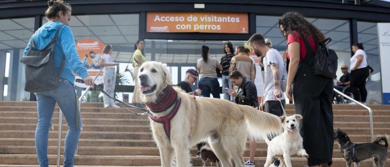 Un magnífico labrador, ayer, junto con otros compañeros en la entrada de la quinta edición de la feria de mascotas Animundo, en Infecar. | | ALEJANDRO SOSA