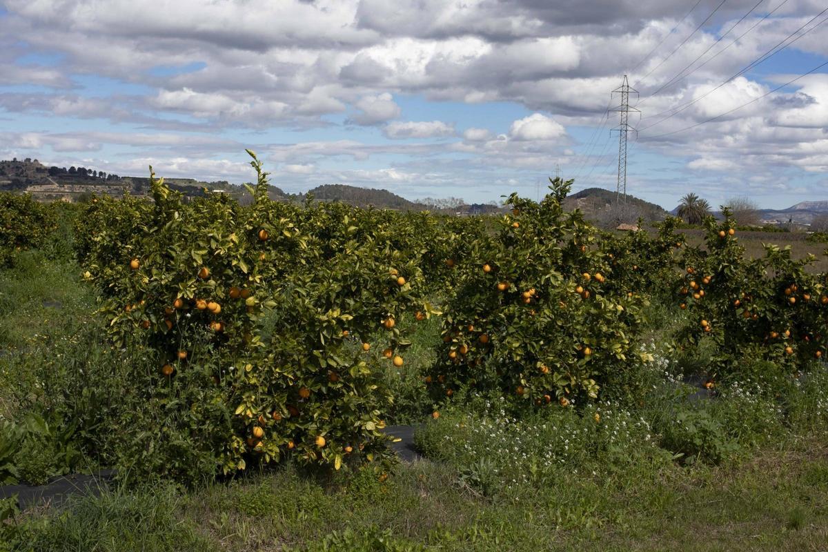 Campo de cítricos abandonada en La Ribera, en una imagen reciente.
